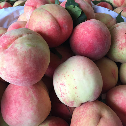 【季节限定】奉化水蜜桃 什么是水蜜桃 这才是人间水蜜桃 商品图0