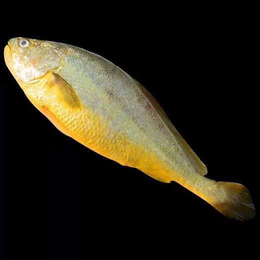 【顺丰包邮】青岛本地大黄鱼—海鲜新鲜冷冻2斤 商品图1