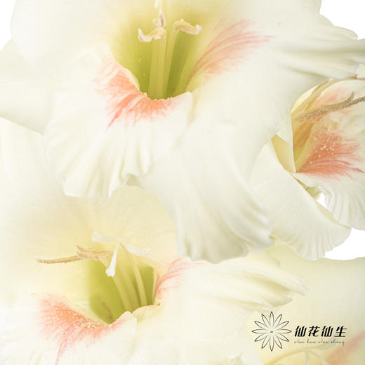 剑兰 | 剑兰阿贾克斯 商品图7