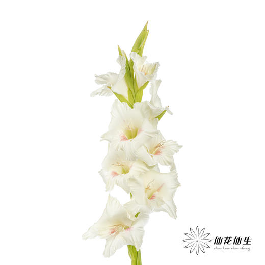 剑兰 | 剑兰阿贾克斯 商品图0