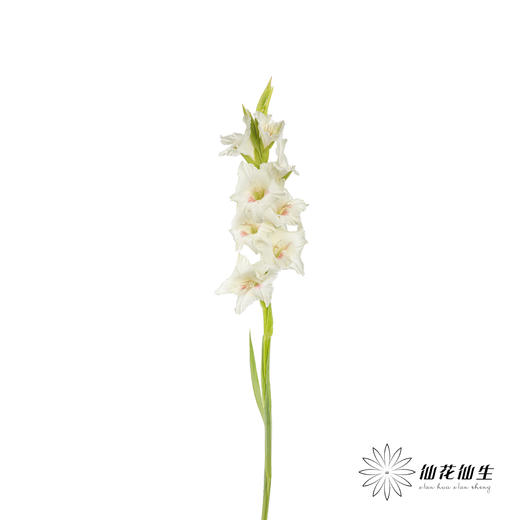 剑兰 | 剑兰阿贾克斯 商品图8