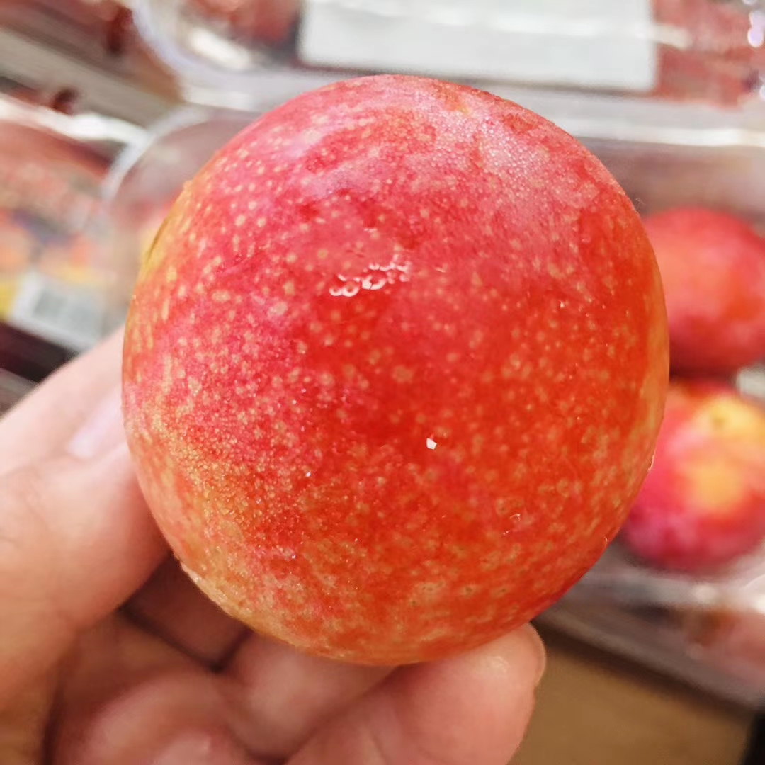 美国加州cherriyum樱桃李07来咯看起来像李子吃起来像樱桃一样甜美