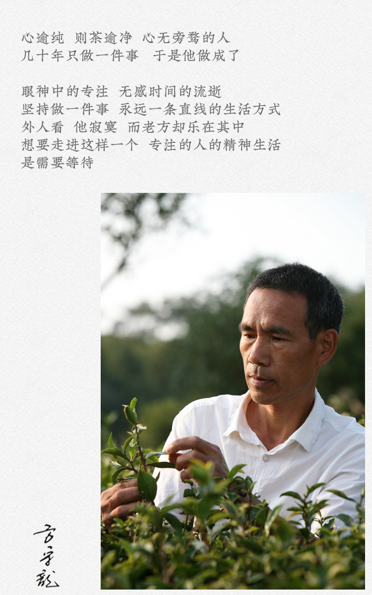 四季白茶品鉴装 方守龙白茶 福鼎太姥山 自然农法