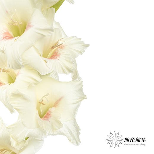 剑兰 | 剑兰阿贾克斯 商品图1