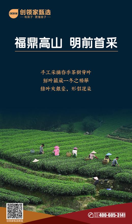 白六老白茶·牡丹王 商品图3