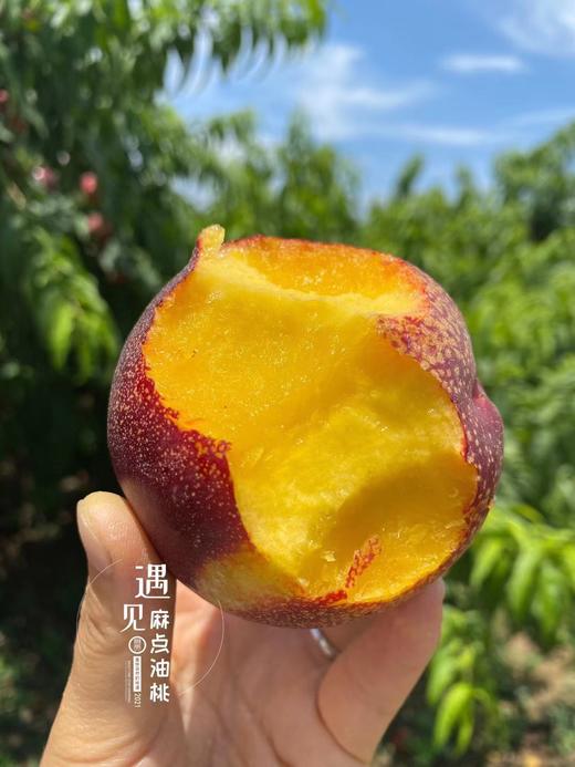 爆甜麻点油桃19元二斤