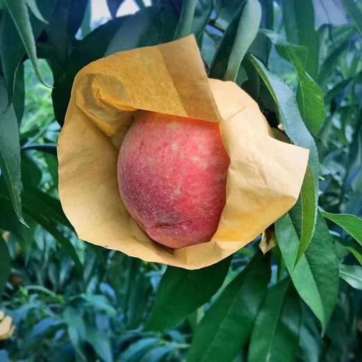 【季节限定】奉化水蜜桃 什么是水蜜桃 这才是人间水蜜桃 商品图3
