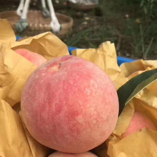 【季节限定】奉化水蜜桃 什么是水蜜桃 这才是人间水蜜桃 商品图2