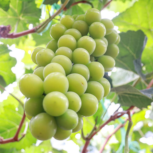 阳光玫瑰青提 商品图0