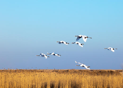 北国之秋 9 天摄影线:·大兴安岭阿尔山、呼伦贝尔、蘑阿公路、扎龙湿地、根河、满洲里边境 商品图12