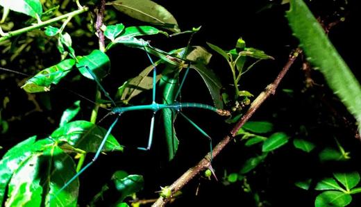 【黑夜探索系列】穿越黑夜的恐惧 体验自然之爱 商品图1