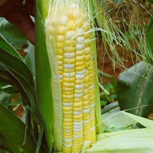 金银玉米 1条(约350克)