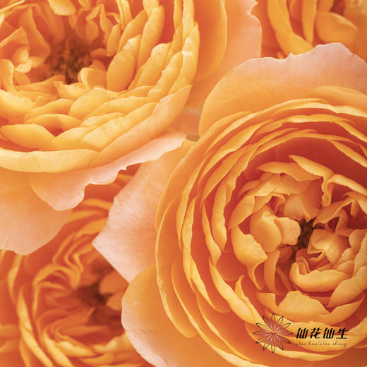 多头玫瑰 | 果汁阳台(季节原因存在色差,介意慎拍) 商品图3