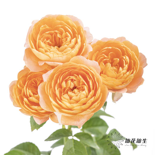 多头玫瑰 | 果汁阳台(季节原因存在色差,介意慎拍) 商品图2