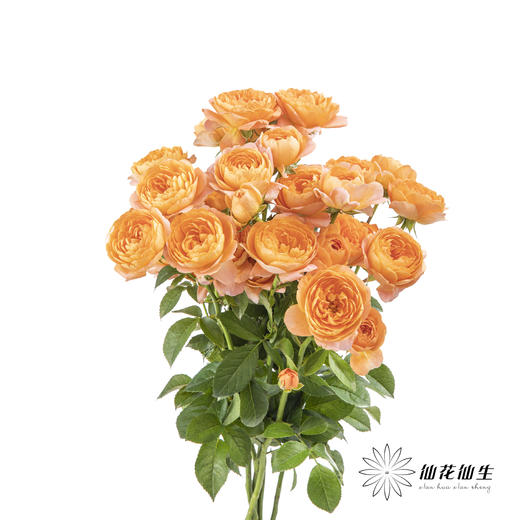 多头玫瑰 | 果汁阳台(季节原因存在色差,介意慎拍) 商品图9