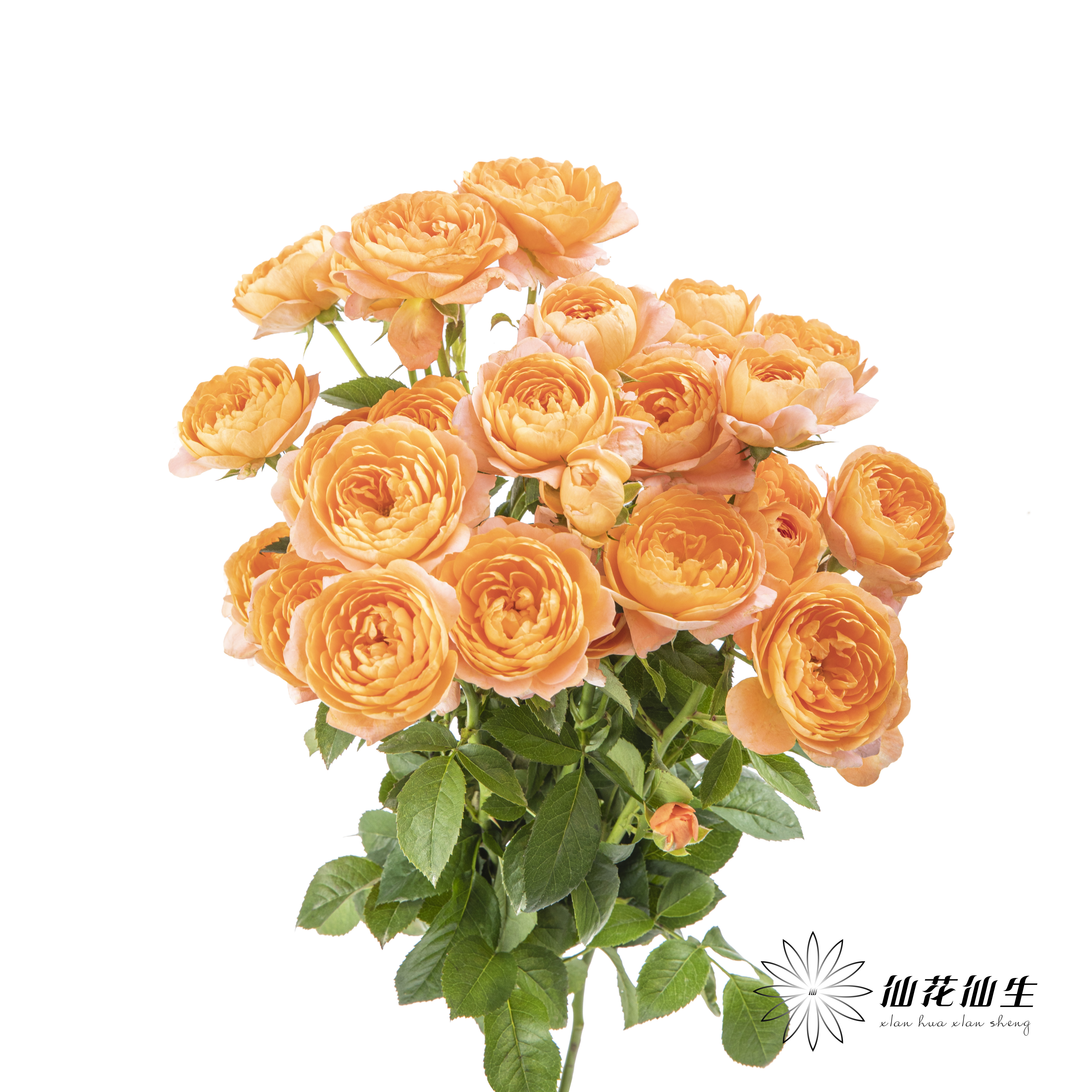 多头玫瑰 | 果汁阳台(季节原因存在色差,介意慎拍)