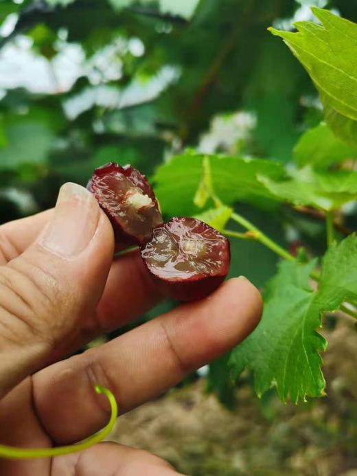 紫提葡萄礼盒装每盒净重5斤左右每天现采摘