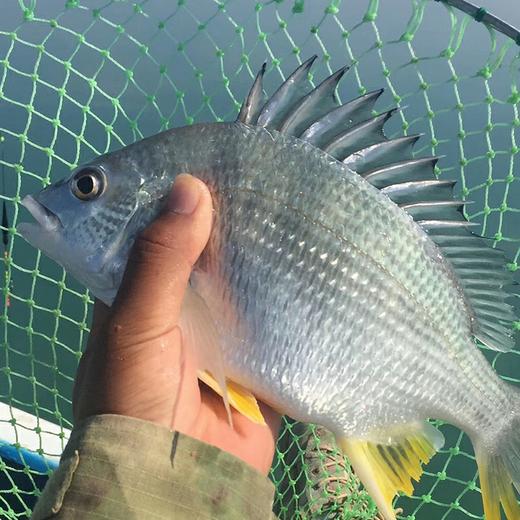 港岛姑娘 现捕黄翅鱼手钓黄赤鱼黄鳍鲷味美鲜 0.5-0.7斤/条活冻 商品图2