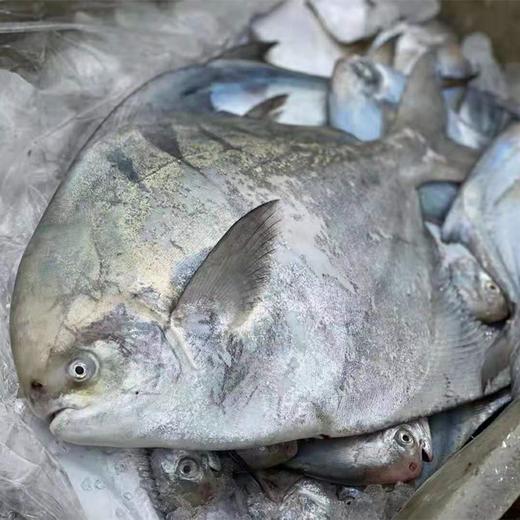 大斗鲳  港岛姑娘 海捕活冻 商品图0