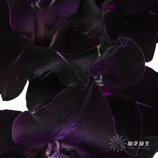 剑兰 | 剑兰黑武士 商品图1