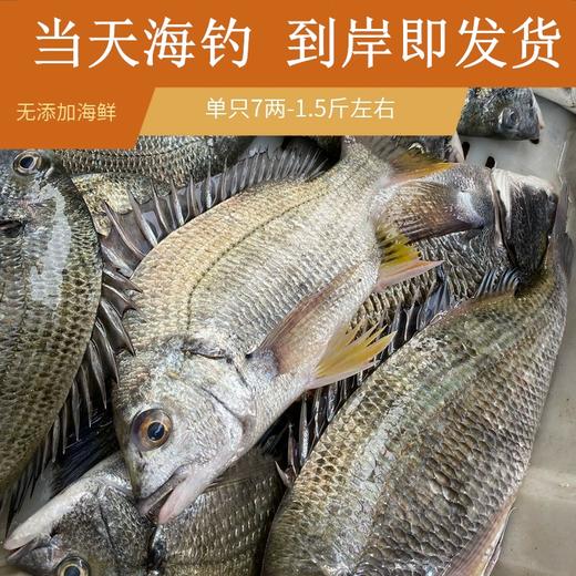 港岛姑娘 现捕黄翅鱼手钓黄赤鱼黄鳍鲷味美鲜 0.5-0.7斤/条活冻 商品图5