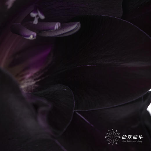 剑兰 | 剑兰黑武士 商品图4