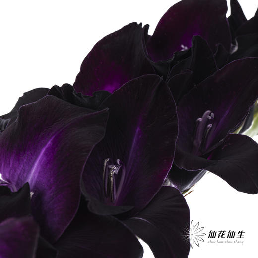 剑兰 | 剑兰黑武士 商品图8