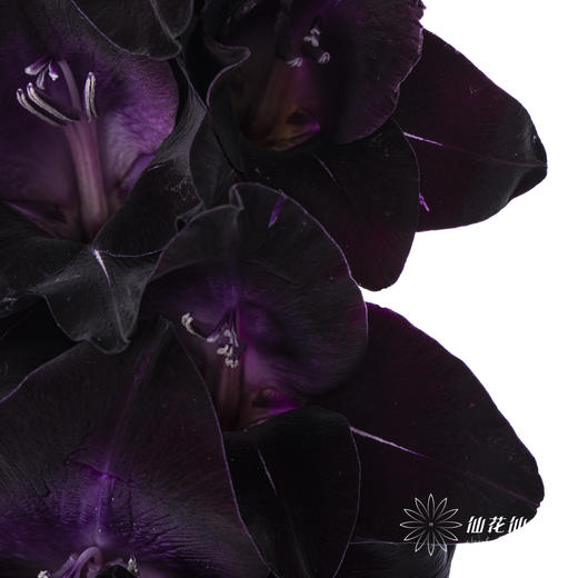 剑兰 | 剑兰黑武士 商品图5