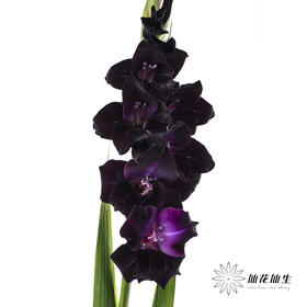 剑兰 | 剑兰黑武士