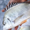 港岛姑娘 现捕黄翅鱼手钓黄赤鱼黄鳍鲷味美鲜 0.5-0.7斤/条活冻 商品缩略图6