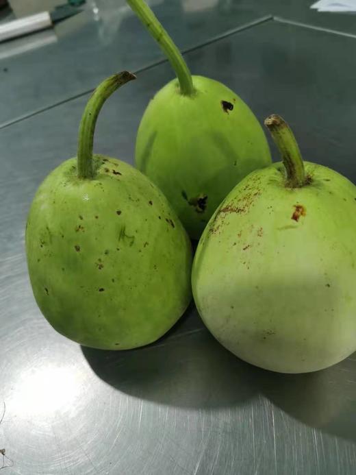 瓠瓜（吊瓜）（400g-700g） 商品图5