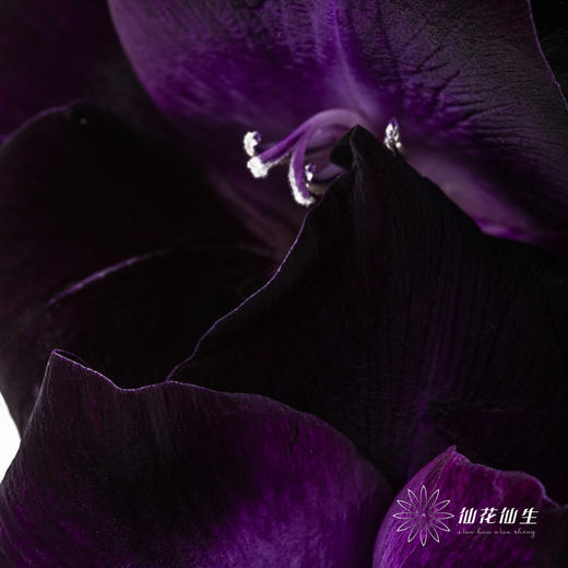 剑兰 | 剑兰黑武士 商品图3