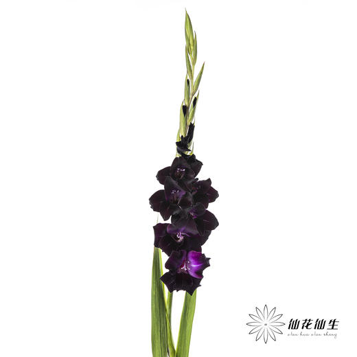 剑兰 | 剑兰黑武士 商品图6