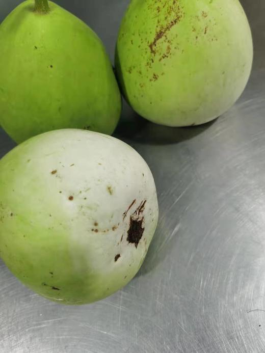 瓠瓜（吊瓜）（400g-700g） 商品图4