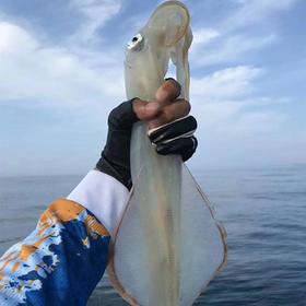 港岛姑娘 海上手钓大钓管火箭枪乌贼鱿鱼特大海兔子水晶管0.5-1.7斤/只活冻