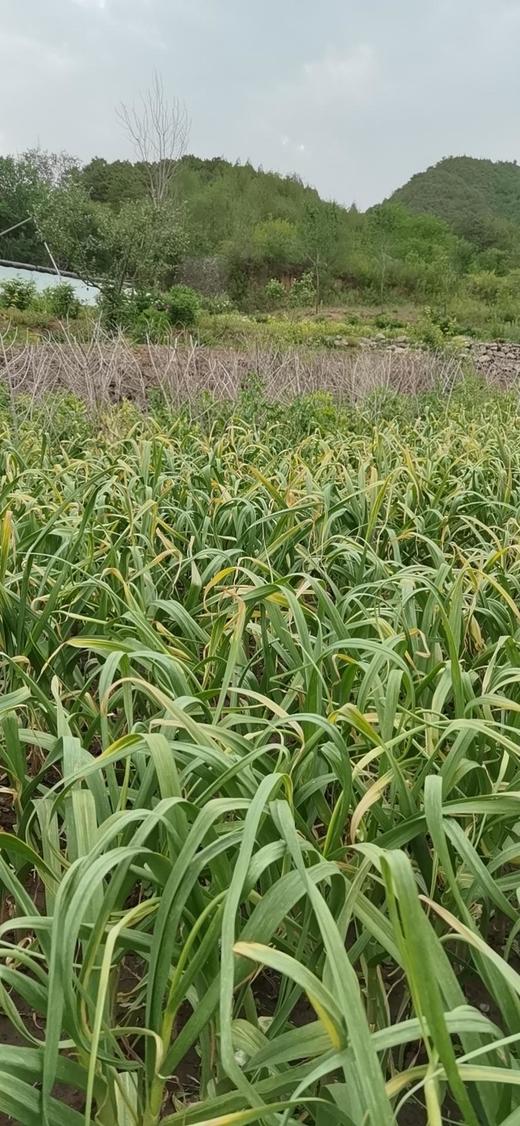 北甸子村农家自留地老品种紫皮蒜   大蒜 商品图2