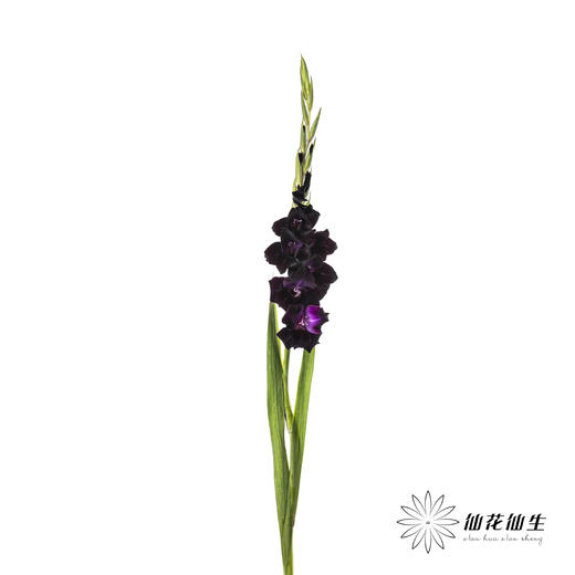 剑兰 | 剑兰黑武士 商品图7