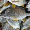 港岛姑娘 现捕黄翅鱼手钓黄赤鱼黄鳍鲷味美鲜 0.5-0.7斤/条活冻 商品缩略图4
