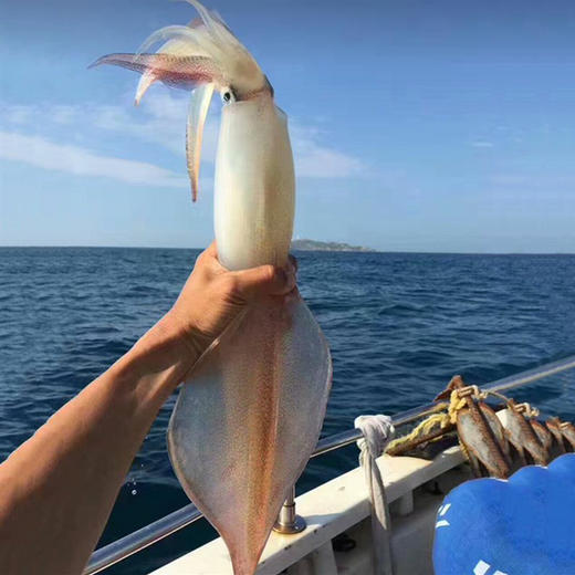 港岛姑娘 海上手钓大钓管火箭枪乌贼鱿鱼特大海兔子水晶管0.5-1.7斤/只活冻 商品图3