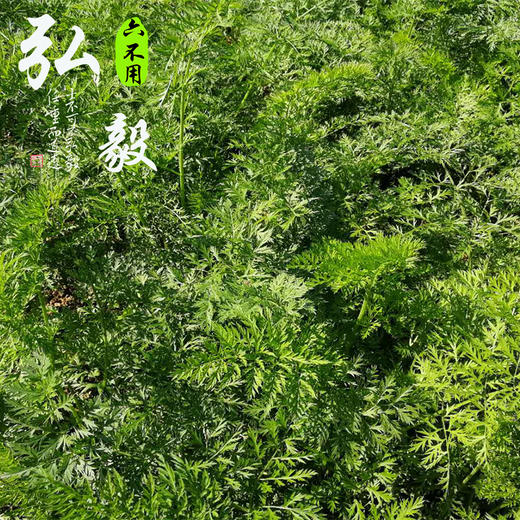 【弘毅六不用生态农场】六不用顺季节露地种植 胡萝卜 商品图2