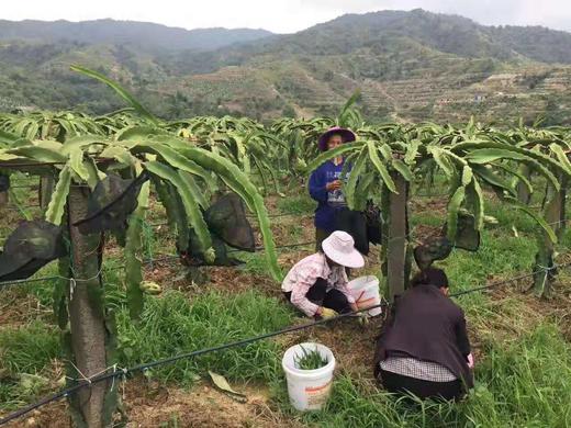 攀枝花有机火龙果 5斤装特级果 商品图4