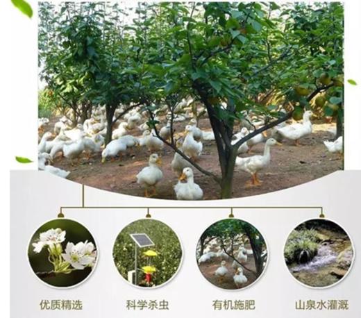 少娥谷翠冠梨新鲜开售！尝鲜包邮 商品图4