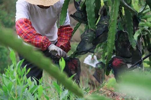 攀枝花有机火龙果 5斤装特级果 商品图5