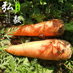 【弘毅六不用生态农场】六不用顺季节露地种植 胡萝卜