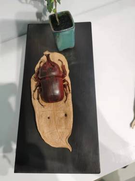 富甲一方°小叶紫檀摆件