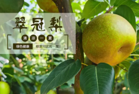 少娥谷翠冠梨新鲜开售！尝鲜包邮