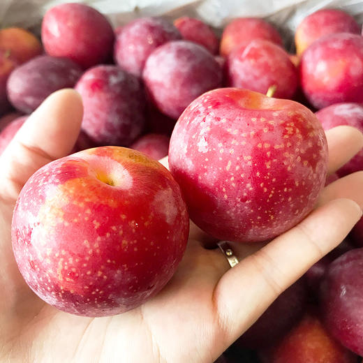 美国进口樱桃李约500g盒1012颗