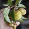 大口荔枝| 广东樟木头百年老树观音绿荔枝 7.27发货 商品缩略图9