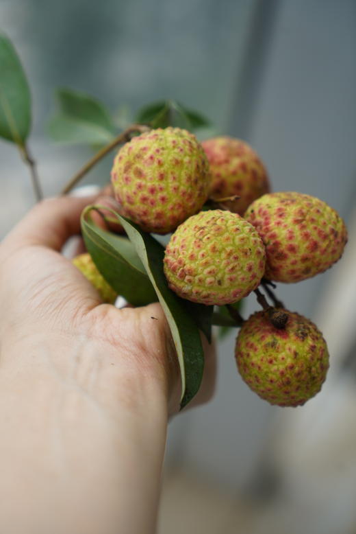 大口荔枝| 广东樟木头百年老树观音绿荔枝 7.27发货 商品图6