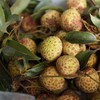 大口荔枝| 广东樟木头百年老树观音绿荔枝 7.27发货 商品缩略图8